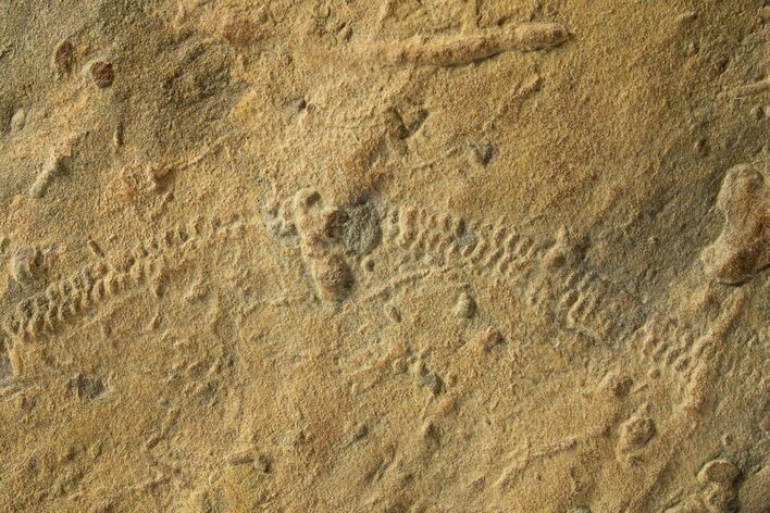 Cruziana (Fossil Trilobite Trackway) Plate - Oklahoma #301913